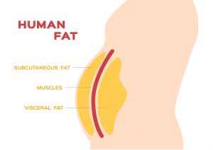 types of fat body shapes